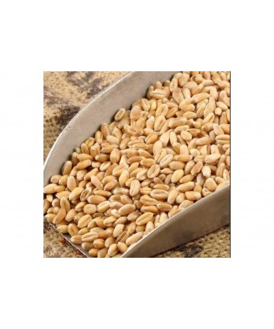 Aşurelik Buğday 50 Kg