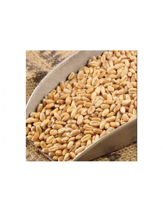 Aşurelik Buğday 50 Kg